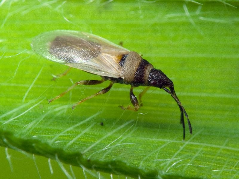 Oxycarenus (Euoxycarenus) pallens (Herrich-Schäffer, 1850)